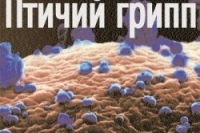 Зарегистрирован 3-ий в 2012 году случай смерти от птичьего гриппа Зарегистрирован 3-ий в 2012 году случай смерти от птичьего гриппа