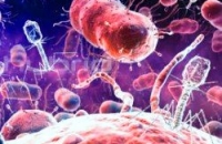 Учёные: бактерии влияют на поведение человека