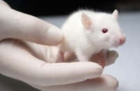 Людскую печень из стволовых клеток вырастили в голове у мышей