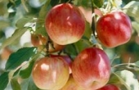 Яблоки чаще других овощей и фруктов обрабатываются пестицидами