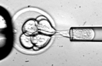 Экспериментальная терапия эмбриональными стволовыми клетками названа безопасной