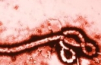 Лихорадка Эбола будет лечиться противораковыми препаратами?