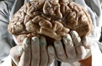 Мозг человека неподвластен старению, утверждают американские специалисты