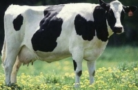 В США зафиксирован 4-ый в истории страны случай «коровьего бешенства»