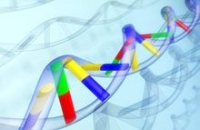 Эксперты открыли новые модификации ДНК-составляющих