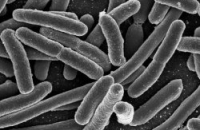 Небезопасным бактериям не дает расползаться из кишечника особый клеточный заслон