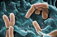 В Махачкале скажут о современных подходах в лечении бактериальных инфекций