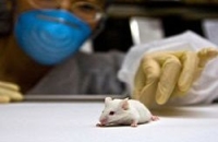 Новый метод лечения склероза успешно испытан на мышах