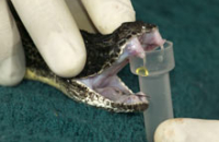 Модифицированный яд змей и ящериц — важная находка для фармакологии