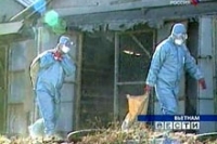 Вьетнам стал пристанищем нового штамма птичьего гриппа Вьетнам стал пристанищем нового штамма птичьего гриппа