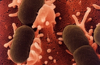Южноамериканским ученым удалось использовать бактерию кишечную палочку в качестве хозяина для получения эритромицина