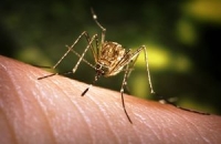 Ученые расшифровали геном комара, переносящего вирус лихорадки Западного Нила