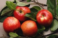 Пара яблок в день продлевает жизнь на 10%