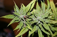 Канада принимает беспрецедентную программу по распространению медицинской марихуаны