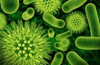Что нужно знать о бактериях?