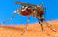 Австралийцы заразят комаров вольбахией для профилактики лихорадки денге