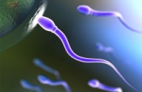 Каков должен быть размер сперматозоидов для успешного зачатия