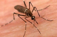 Лихорадка денге в Парагвае унесла жизни 48 человек