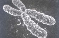 Ваши хромосомы расскажут, восприимчивы ли вы к ОРВИ