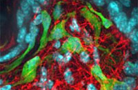 Ученые впервые изолировали взрослые стволовые клетки из ткани кишечника