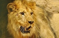 Вирус ЧМЖ, отысканный в теле львов, может представлять опасность для людей