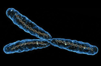 Мужская хромосома останется стабильной в ближайшие миллионы лет