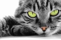 Ученые связали развитие шизофрении с распространенным кошачьим паразитом