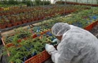 Израиль занялся выращиванием необычной медицинской конопли