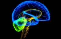 Исследование изображений головного мозга демонстрирует новые данные о пищевой зависимости