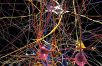 Европейские ученые начинают работы по созданию виртуального мозга