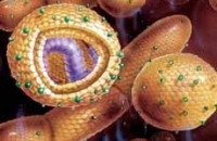 Казахстанские эпидемиологи предупреждают население об опасности эпидемии гепатита “А”