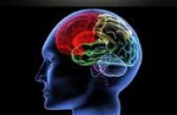 Исследования: учёные отыскали области в мозге, отвечающие за нервные переживания