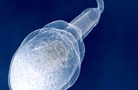 Всего одна мутация «обезвреживает» сперматозоиды