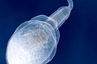 Всего одна мутация «обезвреживает» сперматозоиды
