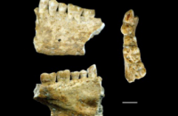 Древнейший запломбированный зуб сто лет пролежал в итальянском музее