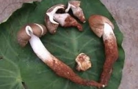 Компонент китайского ядовитого гриба «вытравливает» метастатические опухоли