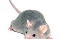 Генетики создали мышей с «человеческой печенью»