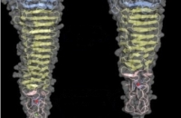 В структуре бактериофага нашли железное «жало»