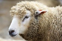 Сибирская язва выявлена в Черновицкой области Украины Сибирская язва выявлена в Черновицкой области Украины