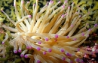 Яд морского животного поможет лечить рассеянный склероз