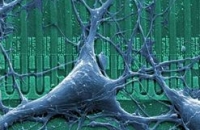 Немецкие ученые смогли восстановить нервные клетки
