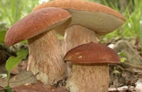 Белые грибы снизили вес у страдающих от ожирения