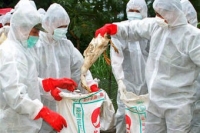 Количество заразившихся птичьим гриппом выросло до 126 Количество заразившихся птичьим гриппом выросло до 126