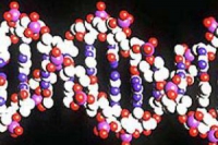 Выявлены новые гены, которые могут разъяснить, почему люди имеют разную фигуру и рост