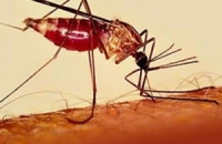 В Свердловской области начался сезон возможной передачи местной малярии