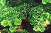 В новогодней елке — пятьдесят видов плесени