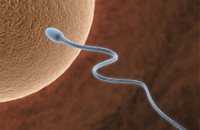 Длина сперматозоидов — основной фактор мужского бесплодия
