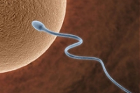 Длина сперматозоидов — основной фактор мужского бесплодия