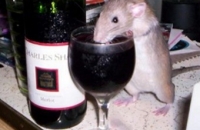 Крыс вылечили от алкоголизма с помощью иммунодепрессанта