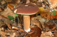 В Беларуси зафиксированы первые случаи отравления свежими грибами